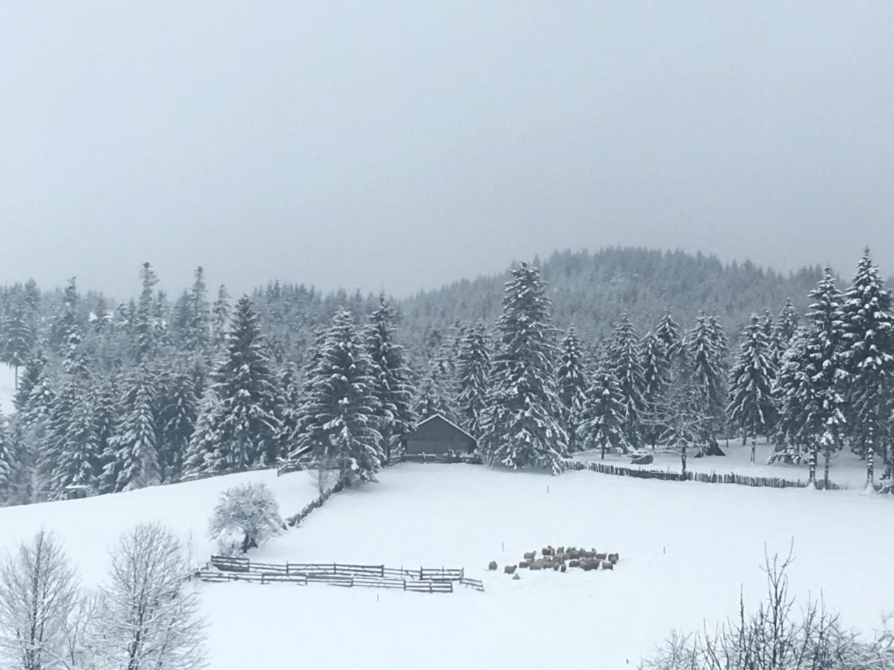 Pension Valentina Mînăstirea Humorului Exterior foto